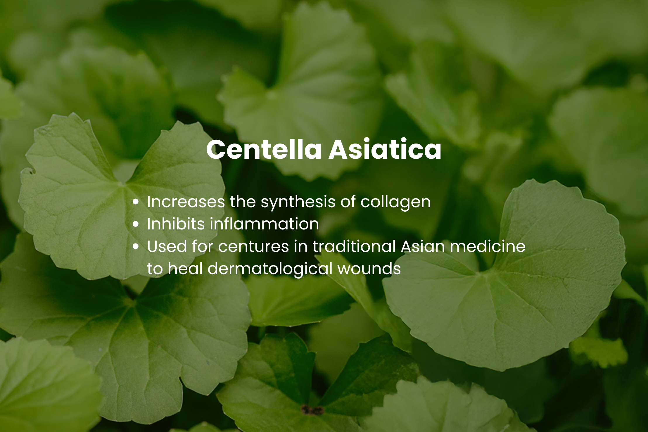 Centella Asiatica