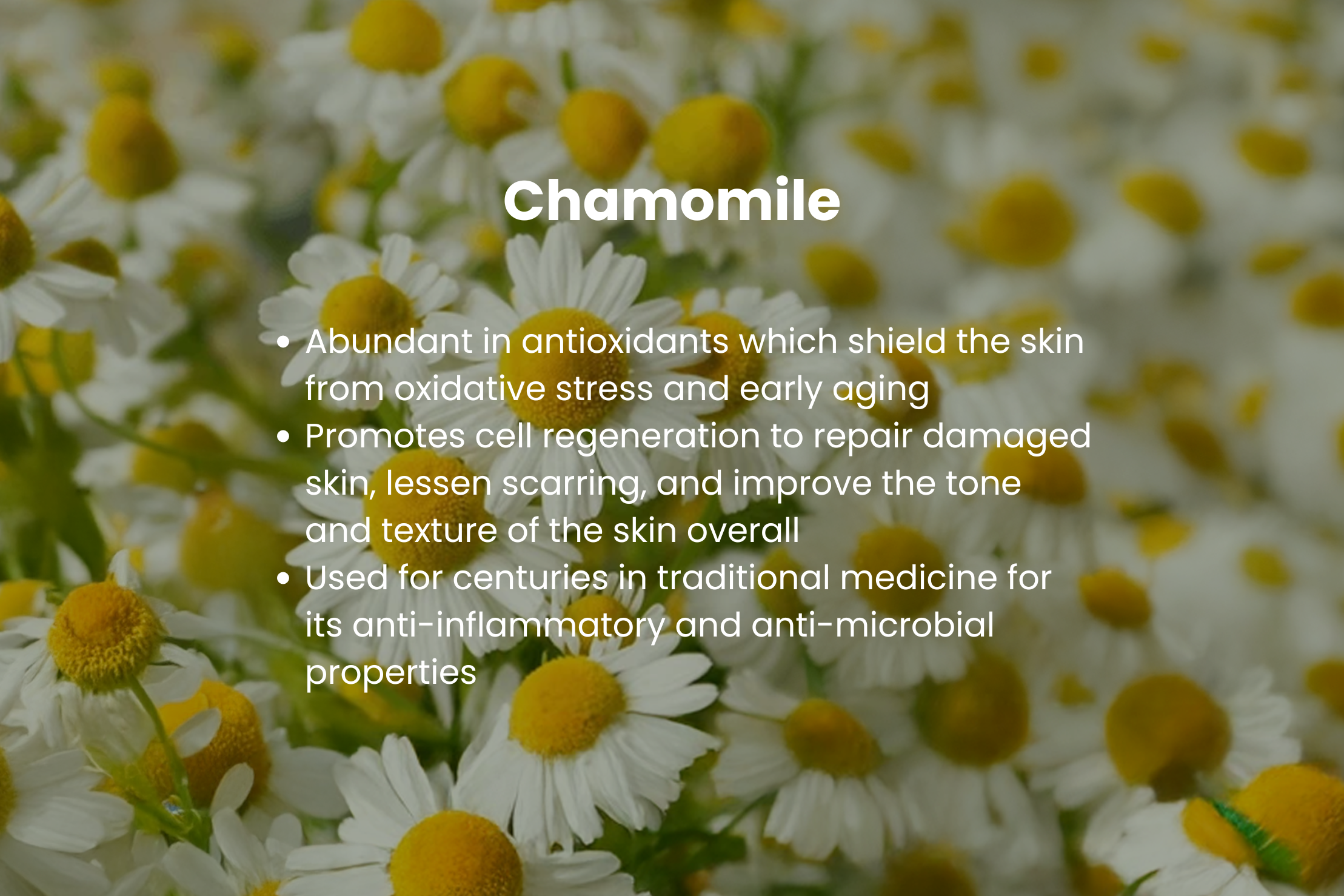 Chamomile